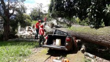 Forte chuva derruba árvore em cima de veículo e casa em Itabirito