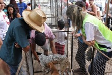 Evento de Adoção de cães atrai grande público - Foto de Pedro Ferreira