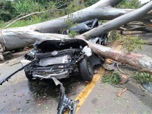 Árvore despenca em veículo e mata jovem