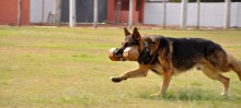 Cão adestrado já disputou campeonatos na Alemanha  - Foto de Jordana Mapa