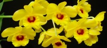 IX mostra de orquídeas