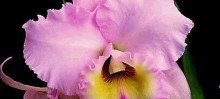 IX Mostra de Orquídeas