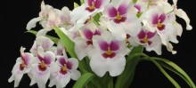IX Mostra de Orquídeas