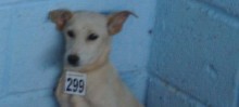 Cães aguardam por adoção em Ouro Preto
