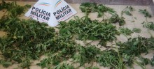 Outra plantação de maconha descoberta pela Polícia Militar - Foto de Nylton Batista