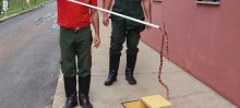 Bombeiros capturam cobras venenosas em Itabirito