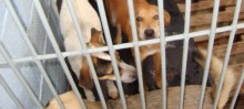 Cães do CCZ poderão ser adotados durante feira