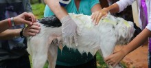 ONG Vida Animal Promove feira de adoção aos finais de semana em Itabirito - Foto de Sanderson Pereira