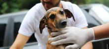 ONG Vida Animal Promove feira de adoção aos finais de semana em Itabirito - Foto de Sanderson Pereira