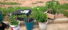 Residencial Vila Alegre constrói horta comunitária com ajuda do CRAS