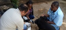 Veterinária Nathália e técnico Girley recolhem amostra de sangue em cachorro de Antônio Pereira.