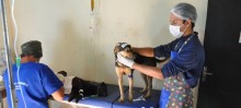 Prefeitura de Itabirito e ONG Vidanimal promovem castração de cães