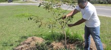 Prefeitura de Itabirito promove o plantio de árvores em toda a cidade